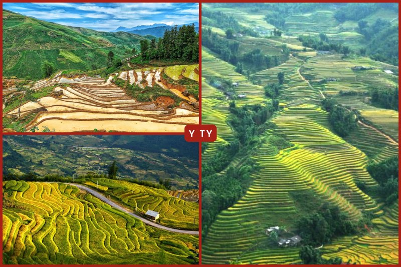  Y Ty Terraced fields in Vietnam